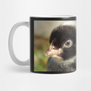 Barred Rock Chick Mug